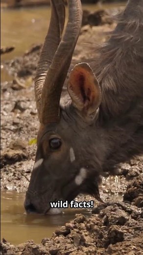 Nyala – Africa’s Striped Ghost • #nyala #antelopes #animalshorts