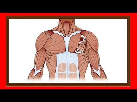 El sistema muscular: Definición, Tipos de músculos, Funciones y su Importancia