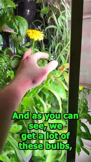 How NFT Hydroponics Work 💧🥬