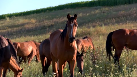 Watch a crow solve a puzzle like a 7-year-old child