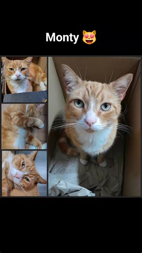 4K views · 63 reactions | Happy International Box Day  Here's Monty, Napoleon & Thomas who love being in or on a box  #InternationalBoxDay | Wales Ape and Monkey Sanctuary | Facebook