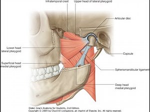 Exercise for the lateral pterygoid, superior head