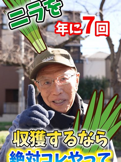 ニラ栽培を年に7回収穫する方法