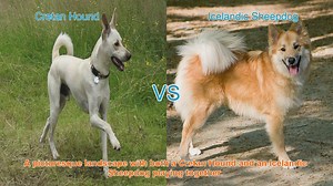 Comparing Cretan Hound and Icelandic Sheepdog: Origins, Characteristics, and Temperaments