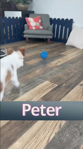 DeazDoodleRanch.com Cockapoo Puppies available for adoption