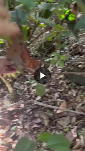 #nature #mimicry #evolution #biodiversity #biomimicry #adaptation #science #snakehead #caterpillars | Philipp Kozin, PhD, MBA