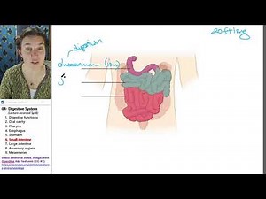 Digestive system 6- Small intestine