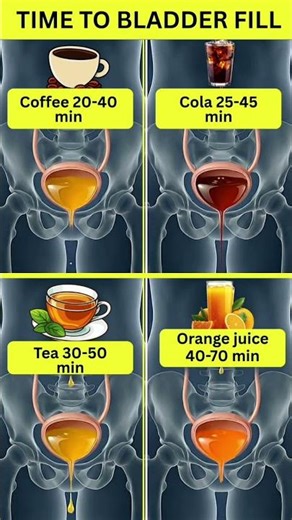 How Fast Does Your Bladder Fill? The Science Explained #health