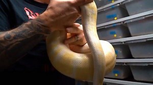 172K views · 7.4K reactions | Merch ▶...