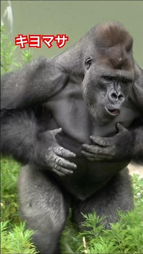 Kiyomasa drumming【東山動物園ゴリラ】 #gorilla
