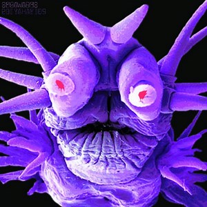 Segaworms - Polychaetes