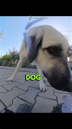 Stray Dog's First Reaction to Remote Control Car Delivery 🚗🐕#usa