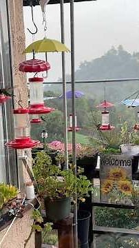 Greetings from the hummingbirds out my kitchen window in Southern California #hummingbirds ￼