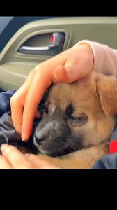 88K views · 5.1K reactions | Rescue a baby dog and then….. #rescue #rescuedog #rescueanimals #dog #animals #puppy #dogsoftiktok #fyp | Animal Shelter U.S | Facebook