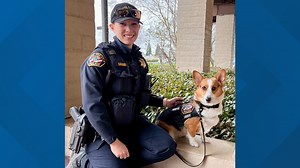 Folsom police try new mental health program. New 'wellness' therapy dog goes to schools