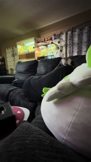 Just trying to to have a nap.