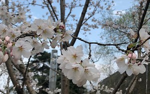 日常vlog | 春日里的生活碎片