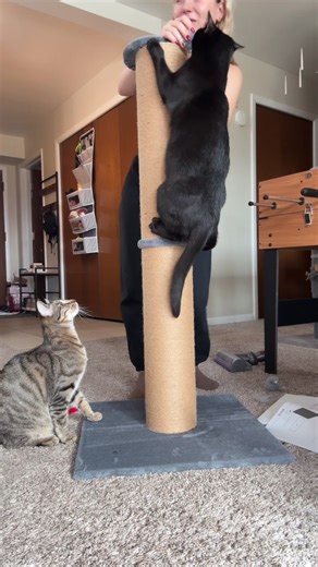 Essential Scratching Post for Happy Cats