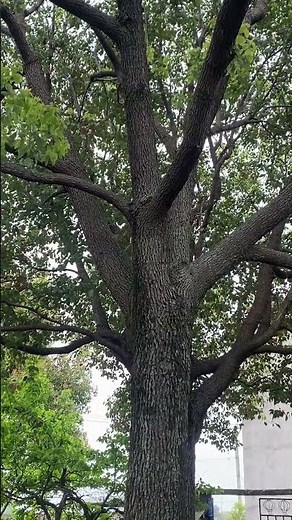 Free Royalty-Free Footage for Your Projects | High-Quality Video Clips for Creators #FreeFootage