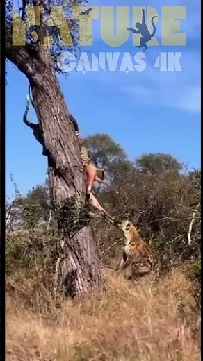 Top Zoologist Shares 5 Secrets to Understanding Wild Animal Clashes