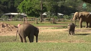 Bun Ma never had a chance to play. As a captive born elephant, she had to entertain tourists since she was young. At two years old she was separated from her mother, becoming a spectacle under the name Cherry. She would ride a Giant Bike, and was trained to paint, as well as many other performance tricks. She never had the chance to be a baby, never knowing what it meant to play. Now, as a teenage mother with the gates of freedom open, Bunma's inner child has come out to play. Sometimes she spen
