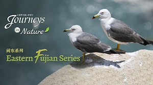 Eastern Fujian Series Ep. 2: Bird island in the sea