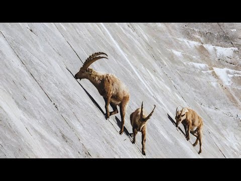 Ibex Climbing Mountains Against Gravity 🐐⛰️ | Gravity-Defying Ibex Climb Steep Mountains