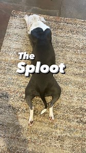 I’m reliably informed this is called a sploot. It seems to be a trait of most bully breeds but the Staffy seems to be the master 😂. Everybody is Splooting this morning from the 1 week old puppies, mum and 13 week old Agatha. It’s a family sploot 😂 Peggy has been know to sploot and drag which is taking splooting to a whole new level 😂😍. If any of our extended family have a splooting photo send it to me and I’ll post it on our story. Safe splooting everyone 😂🤩😍 🐾🐾🐾🐾🐾🐾🐾🐾🐾🐾🐾 #sploo