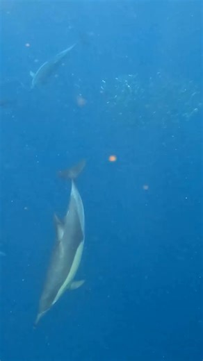 In just 6 months, South Africa’s waters will look like this! The Sardine Run is one of the planet’s greatest marine spectacles. Every year between June and July, billions of sardines migrate along the eastern coastline - one of the largest marine movements on Earth. And where the sardines go… the predators follow. 🐟 Sharks, dolphins, gannets, seals - even whales - join the feast in this underwater display of nature’s raw power. 📍 Only in South Africa. Only once a year. You've gotta see it to b