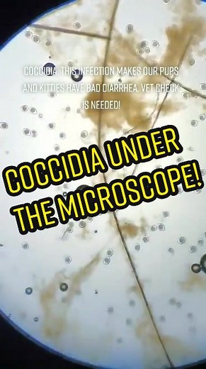 Identifying Coccidia Under a Microscope at the Vet