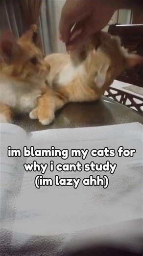 Yes, i have more cats lol #kitten #memes #cs2 #funny #roblox #minecraft #cat #cats #dog