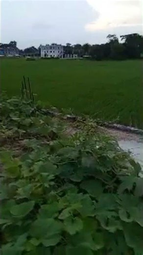 বিকেলের লাইভ গ্রাম বাংলার সবুজ শ্যামল প্রকৃতি