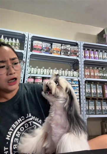 Shih Tzu na nagalit matapos kantahan — bakit umiiyak si Zoe?