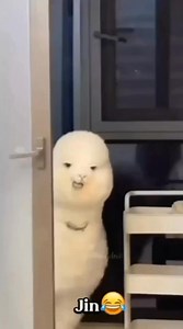 78K views · 6.4K reactions | BTS funny moments 藍藍 #btsedits #btslovers #facebookvideo #btsfunnymoments #btsfunnyreels | BTS army | Facebook