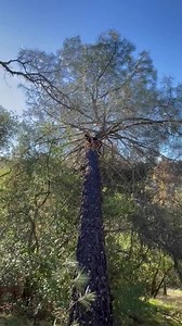 After a German shepherd went missing, her owner never expected to find her 25 feet up a tree! #dog #germanshepherd #missing #tree #california | Story: https://tinyurl.com/ykozl7ta | Action News 5