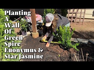 Planting a Wall of Green Spire Euonymus and Star Jasmine // Zone 8b Garden