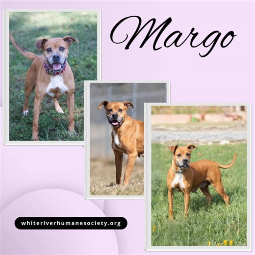 ❤️ Margo Deserves a Holiday Miracle ❤️ For over 440 days, sweet Margo has been waiting patiently at White River Humane Society for someone to see just how special she is. When she first arrived, this brave 6½-year-old boxer mix was battling heartworms. She endured every step of the treatment with courage and grace, and never stopped wagging her tail through it all. Margo is a gentle soul who gets along well with other dogs and always keeps her kennel clean. She’s the kind of dog who just wants t