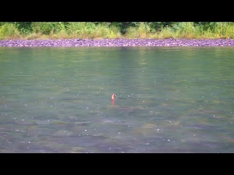 INSANE Salmon BOBBER DOWN CHALLENGE! - Salmon Run 2021