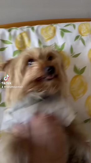 Stop tickling me mom! #cute #benji #foryou #yorkie #dog