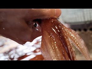 Squid sashimi - Japan Street Food-