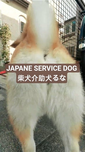 柴犬介助犬と車椅子の世界