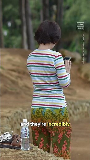 Why Do Monkeys Steal From Tourists?