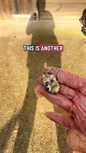 Common misconceptions 🐎 #horses #EquineHygiene #mare #Sheathcleaning #gelding #equestrian #dressage #showjumping #polo | British Equine Sheath Cleaning