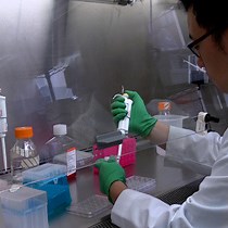 Video: Detection of Total Reactive Oxygen Species in Adherent Cells by 2',7'-Dichlorodihydrofluorescein Diacetate Staining