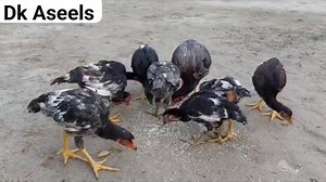 4.5M views · 139K reactions | Dk Aseels before after Masha Allah results Chek Frds like and shere vedeo #reelsfb #chicksgrowth #birds #aseelmurga #notavailable #Aseel | Dk Aseels kpk | Facebook