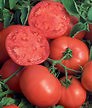 Tomato: Burpee BushSteak Hybrid