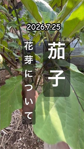 [Eggplant: Dealing with Flower Buds on Side Shoots] #EggplantCultivation
