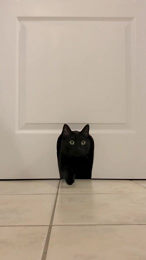 Summoning the Void: Black Cat Witch Potion | 9GAG
