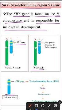 SRY gene | Sex-determining region Y