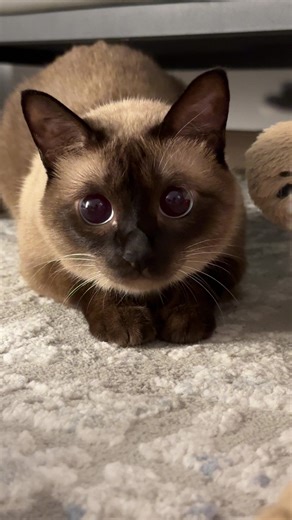 #siamesecat #catsoftiktok #cute | Siamese Cat